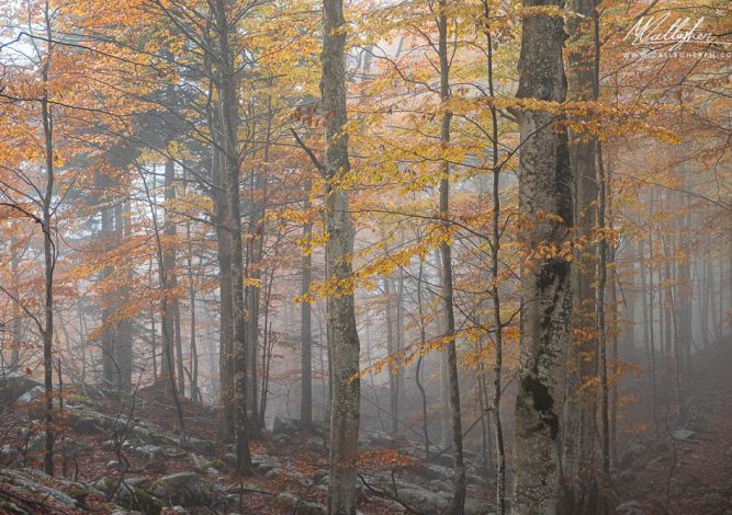 Autunno nel bosco