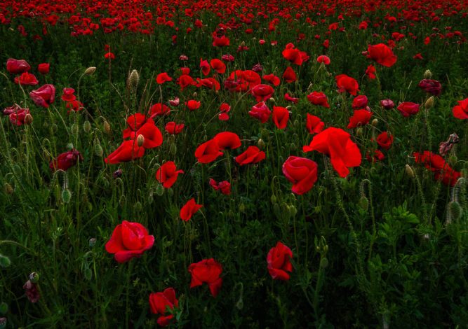 Tra Piave e Livenza